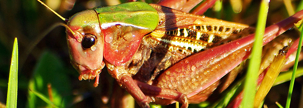 Heuschrecke / Hotzenwald Online